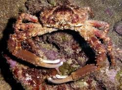 Image result for Crabbea kaessneri