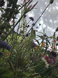 bresser bloemen bingerden photo niekstyling gardening for beginners gardening tips queen of peace