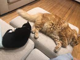 See more ideas about cats, crazy cats, cats and kittens. Loki The Maine Coon Next To His New Sister Callie The Munchkin Napping Mainecoons