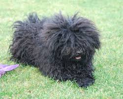 Short hair small dogs also need less food and can comfortably live in small apartments. Top 10 Best Guard Dogs For Security The Mysterious World