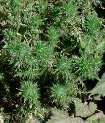 Image result for Pogonarthria squarrosa