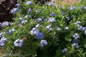 Image result for Plumbago ituriensis