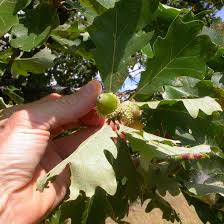 Image result for Quercus macrocarpa