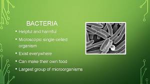 Defined as a type of seaweed native to the indian ocean and hawaii, this killer algae is an invasive species elsewhere. Microorganisms What Are Organisms Any Living Thing Includes