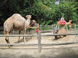 Indoor and outdoor exhibitions such as camel rides, tiger mountain one can go on and on saying about these amazing furry beings but it is best to experience them face to face. Bronx Zoo 2010 Arabian Camel Ride Zoochat