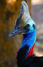 Cassowary Close Up By Cobaltsennheiser On Deviantart Cassowary Australia Animals Unique Animals