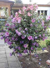 Dort wächst er als meterhoher strauch. Garteneibisch Tricolor Hibiscus Syriacus Tricolor 3 Verschiedene Bluten Baumschule Horstmann