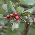 Image result for Psorospermum febrifugum