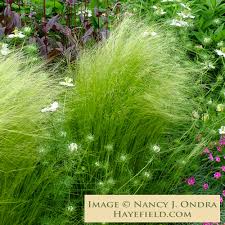 Image result for Polystachya tenuissima