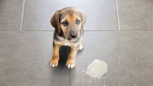 Dog Vomit What Your Pup S Puke Means Proud Dog Mom