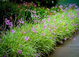 Spears for those who want an attractive garden and also produce for the table, this dynamic little plant meets both objectives. Society Garlic Plant Edible
