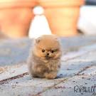 Teacup Dogs: All About Teacup Puppies - Dog Breed Identifier