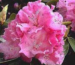 Plant Descriptions Hybrid Rhododendrons Rhododendron Rhododendron Plant Flowers
