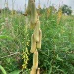 Image result for Crotalaria trichotoma
