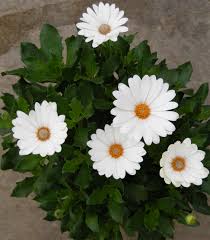 Image result for Osteospermum ecklonis