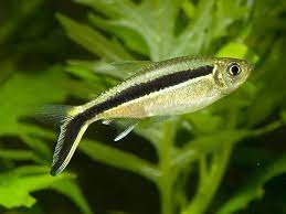 Hockeystick Tetra Thayeria Boehlkei Tetra Fish Fish Pets Tropical Fish Aquarium