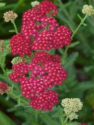 Long Blooming Non Fading Red Flowers With Deep Green Ferny Foliage Achillea Achillea Millefolium Drought Tolerant Perennials