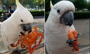 Tetapi untuk ukuran badannya, justru jenis betina yang memiliki ukuran tubuh lebih besar dari jantannya. Gemas Burung Kakatua Asal China Ini Doyan Banget Makan Seafood