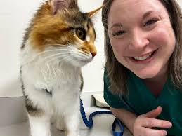 This is Ivan, we believe him to be Maine Coon and Russian Blue, and the one 