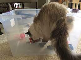 Best Litter Boxes For High Spraying Cats High Side Litter Boxes