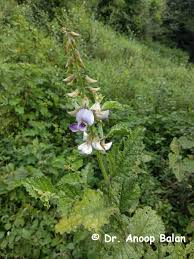 Image result for Crotalaria verrucosa