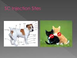 1,890 intramuscular injection drugs products are offered for sale by suppliers on alibaba.com, of which. Medication Administration In Cats And Dogs Ppt Video Online Download