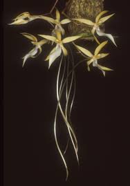 Image result for Aerangis kotschyana