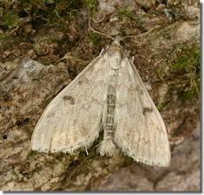 Image result for Anania perlucidalis