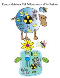 Animal cell label me printout. Animal Cell Print Out Worksheets Teaching Resources Tpt