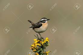 Maybe you would like to learn more about one of these? Tarabilla Nortena Saxicola Rubetra Masculina Individual En La Perca El Pais De Gales Fotos Retratos Imagenes Y Fotografia De Archivo Libres De Derecho Image 24358424