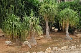 Image result for Beaucarnea recurvata