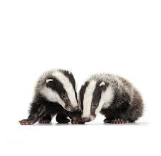 Pin Von Karin Dalsazia Vogel Auf Homescool Badger Wilde Tiere Wildkatze Haselmaus