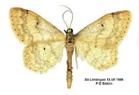 Image result for Idaea biselata