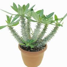 Image result for Pachypodium