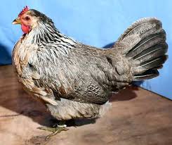 The sicilian buttercup chicken was named for three sicilian buttercup chickens lost popularity during the 20th century. Sicilian Buttercup Chooks