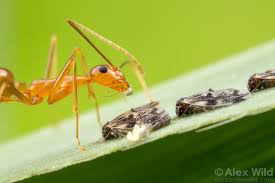 Image result for Anagallis gracilipes