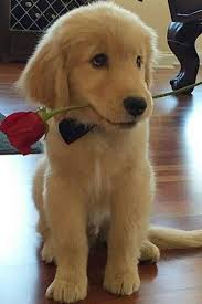 Dogs Zodiac Dogkeepssneezing Dogkennel Dogheartmurmur Cute Dogs Pretty Dogs Cute Dogs And Puppies