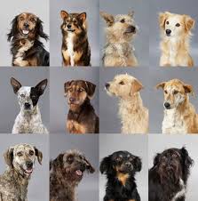 Oct 07, 2016 · no es un perro que sirva para cuidar casas, pero sí son muy protectores de la familia. De Perros Callejeros A Razas Unicas Furiamag Arts Magazine Pretty Dogs Cute Animals Animals And Pets