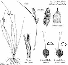 Image result for Schoenoplectiella