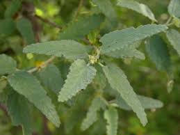 Image result for Melochia