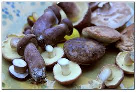 Image result for Boletus separans