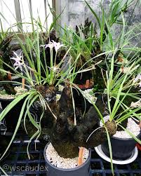 Image result for Xerophyta trichophylla
