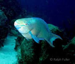 Has your fish stopped eating? Parrotfish 80 Species Colorful Complex Lives Poseidon S Web