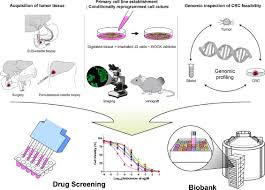Or come in and out of the house? Profiling Of Conditionally Reprogrammed Cell Lines For In Vitro Chemotherapy Response Prediction Of Pancreatic Cancer Ebiomedicine