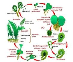 Metagenesis tumbuhan paku ada dua jenis yaitu metagenesis paku homospora dan metagenesis paku heterospora. Pengertian Metagenisis Proses Tahapan Skema Dan Contoh