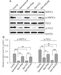 Smooth muscles form the muscular coat of internal organs such as esophagus, stomach and intestines, bladder, uterus and so on. Ampk Tsc 2 Mtor Pathway Regulates Replicative Senescence Of Human Vascular Smooth Muscle Cells Semantic Scholar