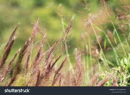 Image result for Melinis minutiflora