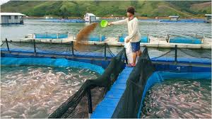 Kenapa cuma ikan hias air tawar, kok nggak sekalian ikan hias air laut? The Journey Begins Sistem Penternakan Ikan
