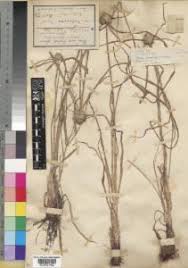 Image result for Cyperus dubius