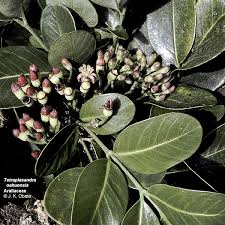 Image result for Polystachya kaluluensis